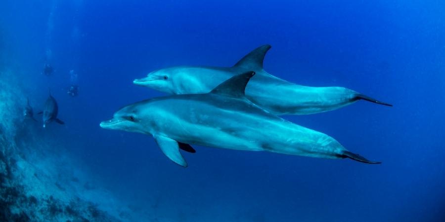 Pływanie z delfinami w Egipcie